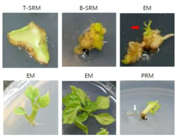 각 단계별 형질전환 고추 분화 과정. 붉은 화살표와 흰 화살표는 각각 shoot와 root를 나타냄
