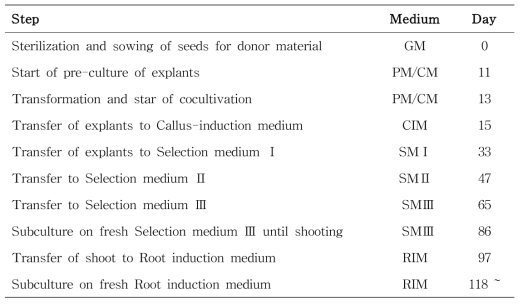 Callus-mediated 고추 형질전환의 실험 단계