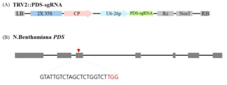 (A) TRV-delivery 에 사용된 TRV2 벡터 모식도. (B) 목표 유전자인 담배 PDS 유전자의 타겟 지역 모식도