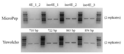 eIF4E, eIF iso4E 유전자의 특이적 증폭 확인 결과. ‘MicroPep’과 ‘유월초’를 template으로 그림 1-12에 나타낸 primer set의 특이적 증폭을 확인하였음