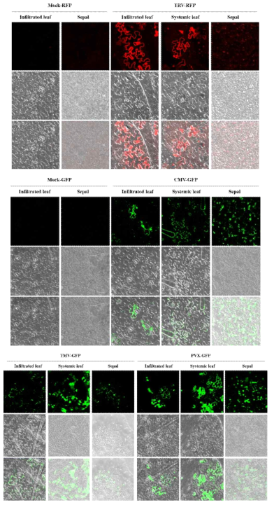 TRV, CMV, TMV, PVX 접종 담배의 접종엽, 상엽, 꽃받침에서의 형광 단백질 발현 확인