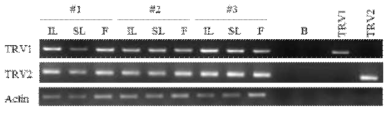 TRV 접종 개체의 RT-PCR을 통한 조직별 TRV 발현 확인