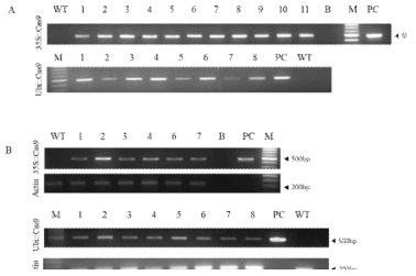 T0 세대에서의 Cas9 발현 확인. (A) PCR 결과. (B) RT-PCR 결과