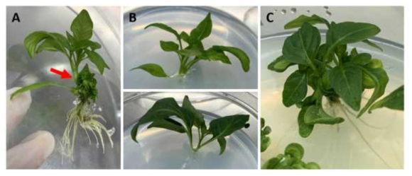 Multi-shooting 형질전환 과정. (A) Elongation 배지에서 신장된 신초. 빨간 화살표는 자른 부위. (B) Rooting 배지에 치상된 신초. (C) 뿌리가 분화된 신초