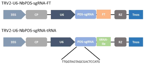 담배 GE를 위한 U6 프로모터의 TRV2 mobile sgRNA 구조