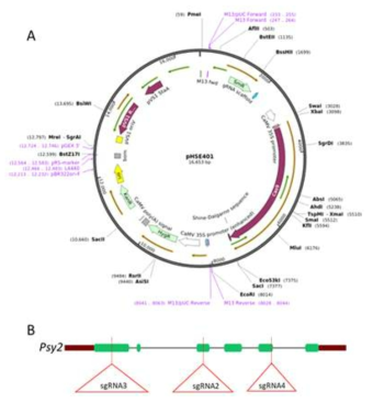 CRISPR/Cas9 벡터 구조. (A) Agrobacterium-mediated GE에 사용된 CRISPR/Cas9 벡터. (B) PSY2 유전자에서의 CRISPR/Cas9 타겟 부위. 각 sgRNA 타겟 부위는 빨간색으로 표시된 부위임