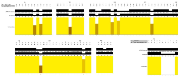 TILLING-by-sequencing을 통해 선발한 여러 Pun1 돌연변이의 위치. 첫 번째 검정 박스는 cDNA의 consensus, 두 번째 검정 박스는 아미노산의 consensus를 의미함. 노란색 박스는 conservation의 정도를 의미하며, 박스의 크기가 작아지며 색이 진해지는 것은 아미노산 치환의 영향력을 의미함