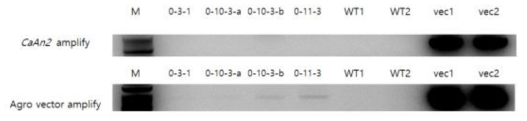 0 mg/L hygromycin 배지에서의 multi-shooting 형질전환 여부 확인. Agrobacterium의 vector는 희미하게 증폭되었으나 CaAn2 유전자는 증폭되지 않았음