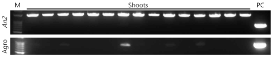 5 mg/L hygromycin 배지에서의 Multi-shooting 형질전환 여부 확인. Agrobacterium의 vector는 희미하게 증폭되었으나 CaAn2 유전자는 expected size의 밴드가 증폭되지 않았다