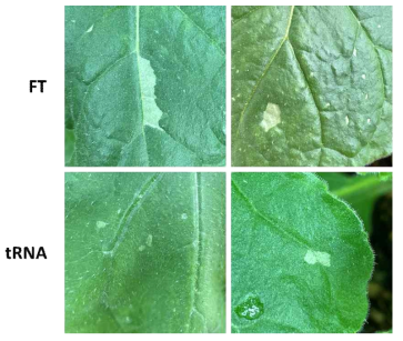 TRV mobile sgRNA 접종 후 상엽의 photobleaching 표현형