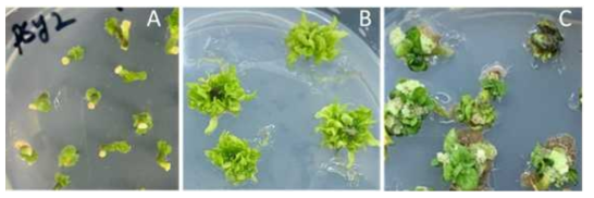 고추에서 Agrobacterium을 이용한 PSY2 GE. (A) 항생제 없는 슈트 분화 배지에서의 multiple 신초. (B) 항생제 없는 배지에서의 신초 신장. (C) 항생제 있는 신장 배지에서의 multiple 신초 신장