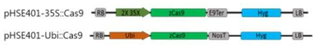 Cas9-OE개발을 위한 벡터 construct