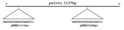 담배에 적용된 Pelo 유전자 target gRNA 서열