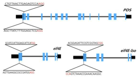 CRSIPR/Cas9 시스템 도입을 위한 gRNA 서열