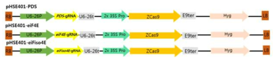 CRISPR/Cas9 시스템 도입을 위한 벡터 construct