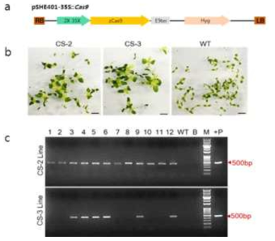 Cas9 과발현 N . benthamiana 형질전환체