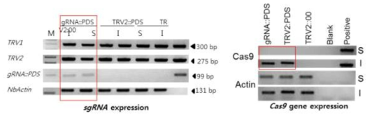 TRV 도입 후 식물체에서 확인한 gRNA와 Cas9 발현