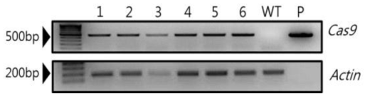 Cas9 유전자 발현을 확인하기 위해 실시한 RT-PCR 결과