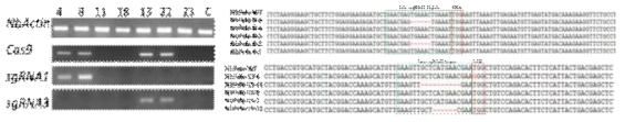 담배 T1세대에서 Cas9 유전자 발현 및 서열 분석