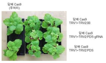 Cas9 과발현 N . benthamiana 형질전환체에 TRV-PDS 벡터 삽입