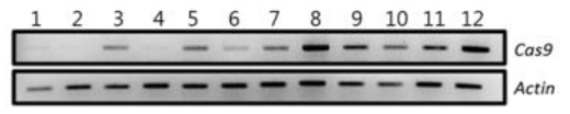 Ubi::Cas9 ‘M82’ T1 형질전환체 RT-PCR