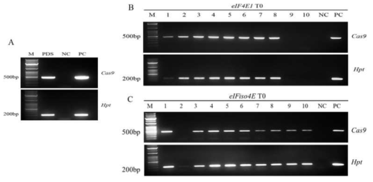 PCR을 통한 형질전환체 검정. NC: ‘Micro-tom’ 야생형, negative control로 이용함. PC: Cas9 발현 플라스미드, positive control로 이용함