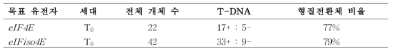 목표유전자에 따른 토마토 형질전환체(T0) 개발 요약