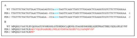 PDS 타겟 형질전환체에서 PCR direct sequencing으로 확인한 돌연변이 서열 및 아미노산 서열 변이