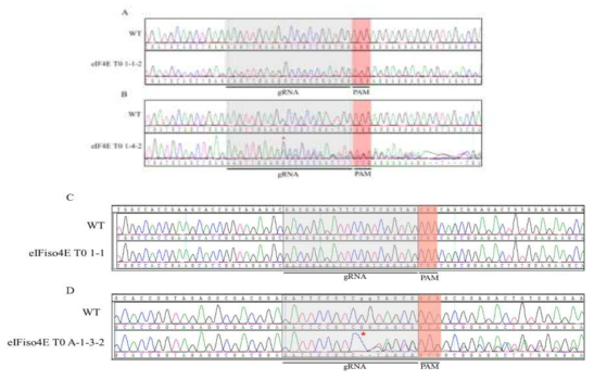 PCR direct sequencing으로 확인해 본 wild type 과 돌연변이 서열 비교 대표 사진. A) 돌연변이가 없는 eIF4E T0 1-1-2 서열. B) 돌연변이를 보이는 eIF4E T0 1-4-2 서열. C) 돌연변이가 없는 eIFiso4E T0 1-1. D) 돌연변이를 보이는 eIFiso4E T0 A-1-3-2 서열