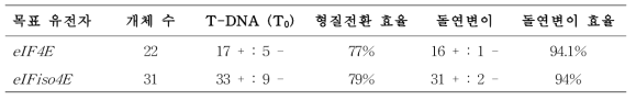 eIF4E, eIFiso4E 형질전환체(T0)의 형질전환 요약