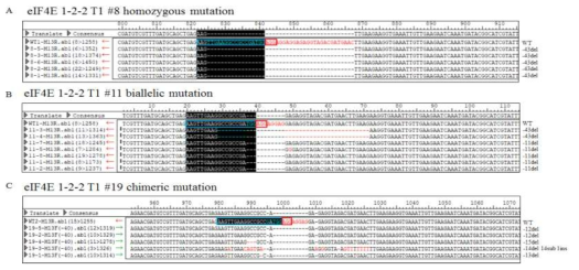 eIF4E 1-2-2 T1개체에서 나타난 대표적인 돌연변이 서열의 양상. A) homozygous mutation. B) biallelic mutation. C) chimeric mutation