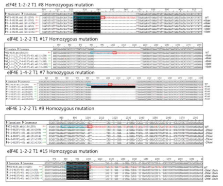 eIF4E T1 homozygous mutant 시퀀스 양상