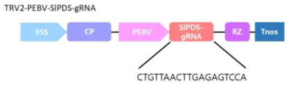 TRV-gRNA delivery GE 실험에 사용된 TRV2 벡터 구조