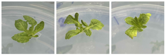 Rooting 배지에 치상된 ‘Micro-tom’ 신초들
