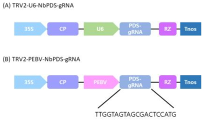 담배의 두 PDS 상동유전자를 targeting하는 TRV2-gRNA 벡터 구조. 20 bp의 gRNA 서열을 나타내고 있음