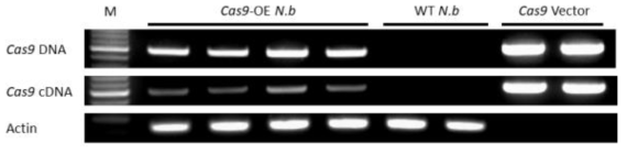 TRV-gRNA delivery 실험 전 Cas9-OE 담배에서 Cas9 발현 확인