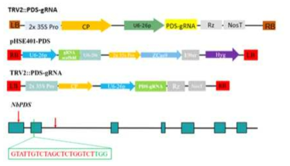 sgRNA target site 및 CRISPR/Cas9 벡터 구축