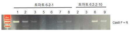 Ubi::Cas9 ‘M82’ T2 형질전환체 확인