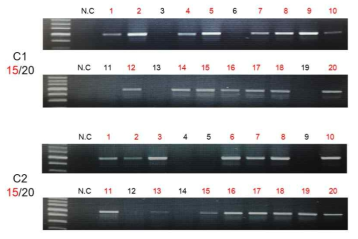 Cas9 과발현 N. benthamiana T2 형질전환체 확인