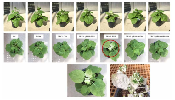 담배 Agrobacterium infiltration