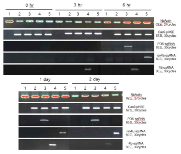 담배 Agrobacterium infiltration