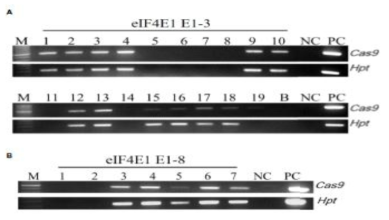 eIF4E1 유전자삽입 E1 개체의 유전형 분석. (A) eIF4E1 유전자 목표의 E0-3라인의 E1 개체들에서 PCR을 통한 삽입유전자 스크리닝. (B) eIF4E1 유전자 목표의 E0-8라인의 E1 개체들에서 PCR을 통한 삽입유전자 스크리닝