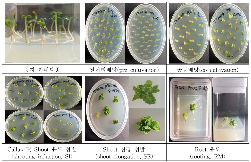 토마토 형질전환의 각 단계별 사진
