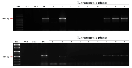 토마토 PCR 검정을 통한 형질전환체 검정. SM, size marker; NC, non-transgenic plant; PC, Agrobacterium cell stock