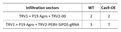 TRV-SlPDS-gRNA delivery GE 실험에서 사용된 construct 별 접종 개체 수
