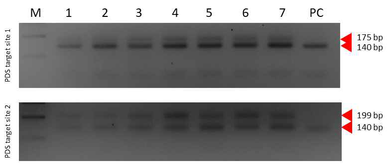 TRV-PDS-gRNA 접종 Cas9-OE 담배에서의 mutation detection. PDS target site 1은 ‘Niben101Scf01283’, PDS target site 2는 ‘Niben101Scf14708’ 유전자를 의미함. PC는 TRV Mock 접종 개체를 의미함