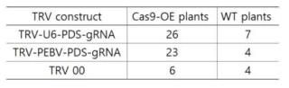 TRV-PDS-gRNA 접종한 담배 식물체 개수