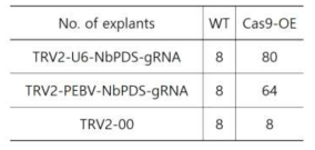 TRV-PDS-gRNA 접종하여 재분화 유도 중인 절편 개수