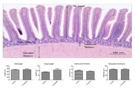 Morphometric changes in the intestinal mucosa of the jejunum after L. reuteri administration in chickens. Villi length, crypt length, muscularis thickness and submucosal thickness are indicated with black arrows