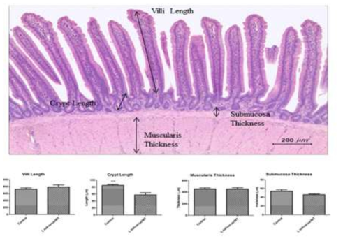 Morphometric changes in the intestinal mucosa of the jejunum after L. salivarius administration in chickens. Villi length, crypt length, muscularis thickness and submucosal thickness are indicated with black arrows